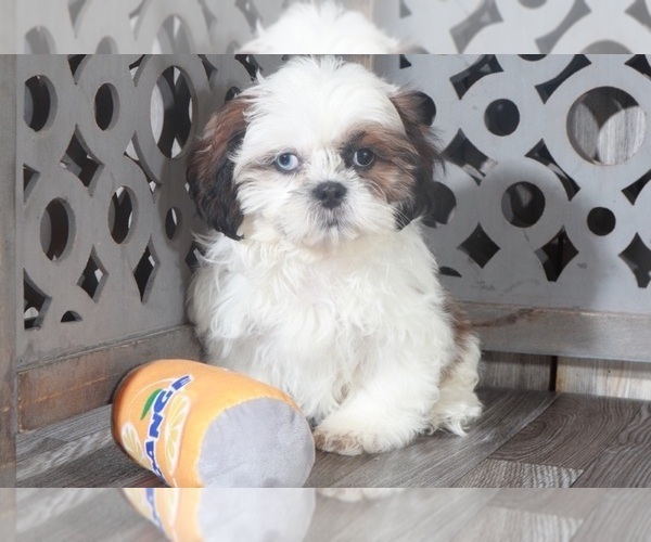 Medium Photo #3 Shih Tzu Puppy For Sale in MOUNT VERNON, OH, USA