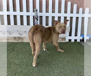 American Staffordshire Terrier Dogs for adoption in Modesto, CA, USA