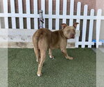 Small American Staffordshire Terrier