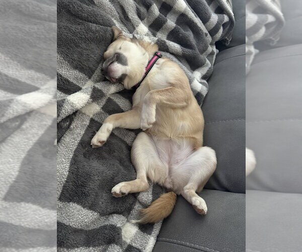 Medium Photo #2 Chihuahua-Unknown Mix Puppy For Sale in Raleigh, NC, USA