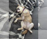 Small #1 Chihuahua Mix