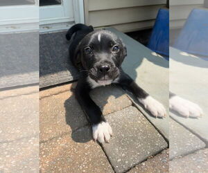 Mutt Dogs for adoption in Woodbury, NY, USA