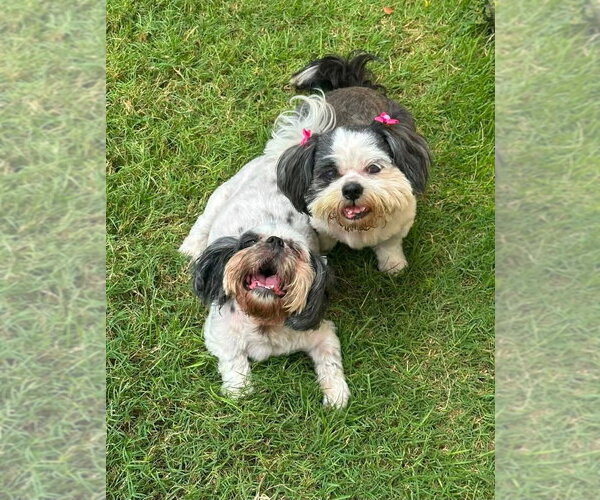 Medium Photo #1 Shih Tzu Puppy For Sale in FRAMINGHAM, MA, USA