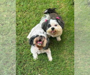 Shih Tzu Dogs for adoption in FRAMINGHAM, MA, USA