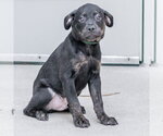 Small #4 Labrador Retriever Mix