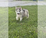 Small #3 Siberian Husky