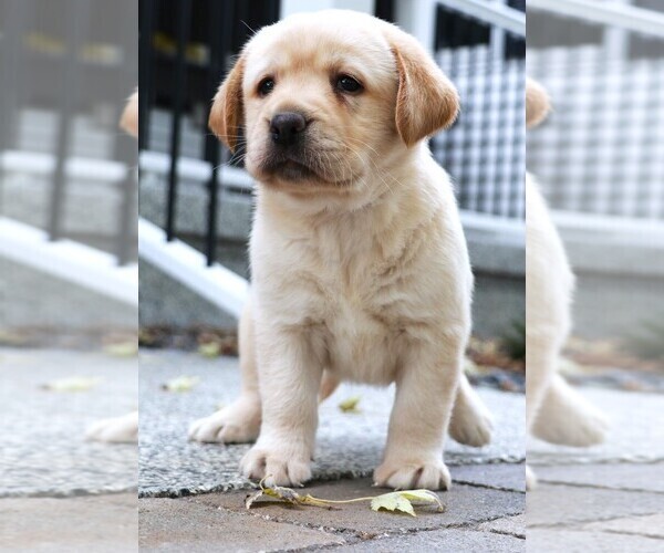 Medium Photo #20 Labrador Retriever Puppy For Sale in SYRACUSE, IN, USA