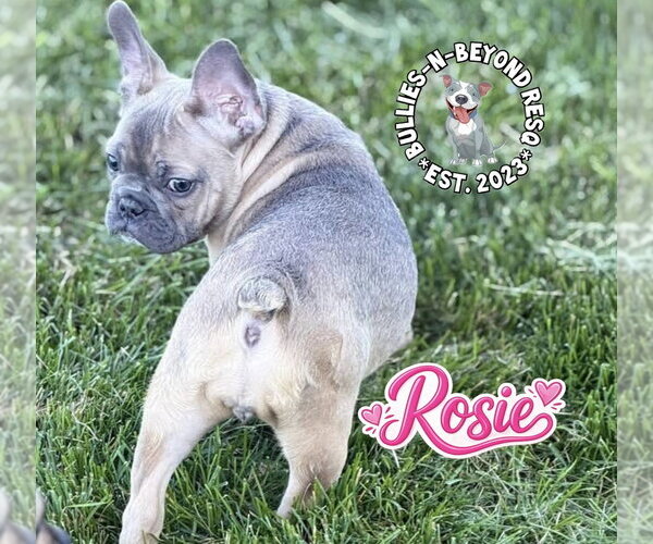Medium Photo #2 French Bulldog Puppy For Sale in Omaha, NE, USA