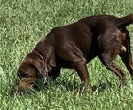 Small Photo #1 Labrador Retriever Puppy For Sale in SPOTSYLVANIA, VA, USA