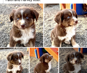 Australian Shepherd Puppy for Sale in BADEN, Pennsylvania USA