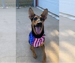 Small Photo #7 Doberman Pinscher-German Shepherd Dog Mix Puppy For Sale in Spring, TX, USA