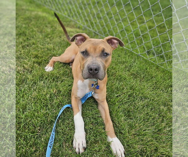 Medium Photo #3 Mutt Puppy For Sale in Fargo, ND, USA
