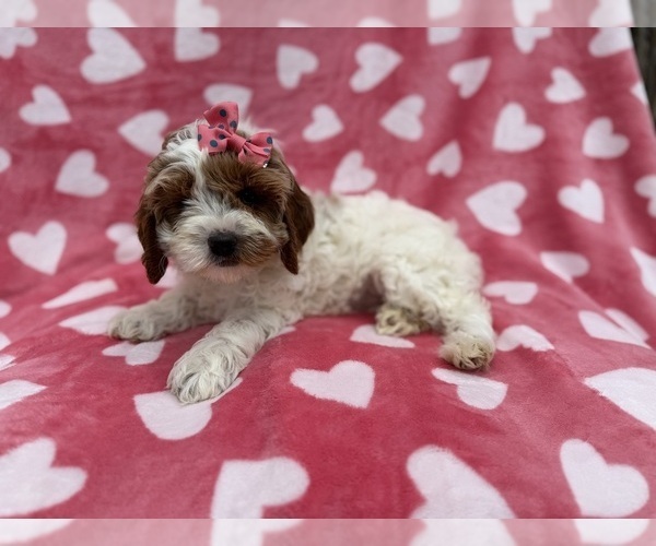 Medium Photo #4 Cock-A-Poo Puppy For Sale in LAKELAND, FL, USA