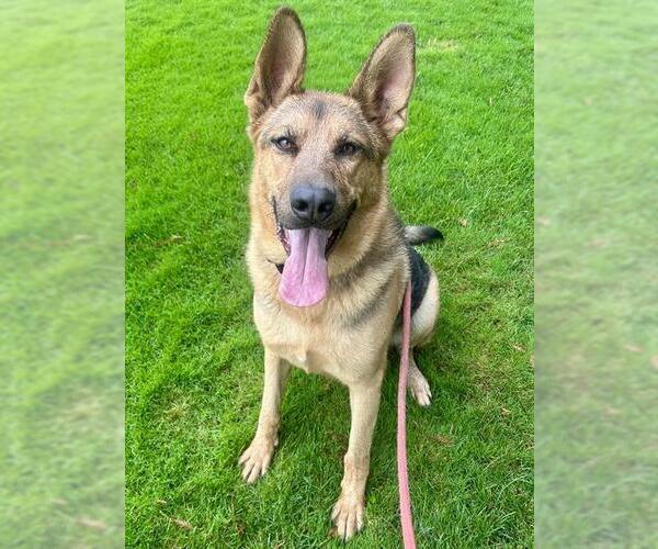 Medium Photo #1 German Shepherd Dog Puppy For Sale in Sacramento, CA, USA