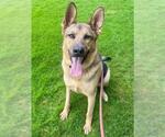 Small German Shepherd Dog