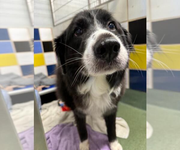 Medium Photo #4 Great Pyrenees Puppy For Sale in Spring, TX, USA