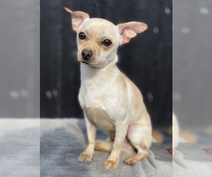 Chiweenie Dogs for adoption in MOUNT VERNON, WA, USA