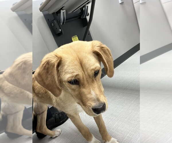 Medium Photo #1 Labrador Retriever-Unknown Mix Puppy For Sale in Calgary, Alberta, Canada