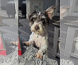 Schnauzer (Miniature) Puppy for sale in GOSHEN, IN, USA
