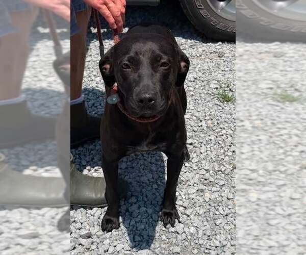 Medium Photo #2 Mutt Puppy For Sale in Sheboygan, WI, USA
