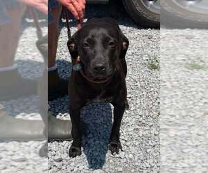 Mama - Female Mutt Dog for Adoption - Photo #2