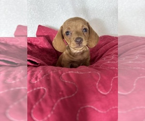 Dachshund Puppy for sale in GREENFIELD, IN, USA