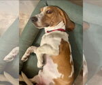 Small #3 Basset Hound