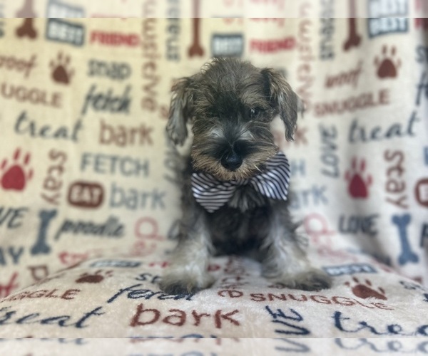 Medium Photo #5 Schnauzer (Miniature) Puppy For Sale in LAKELAND, FL, USA