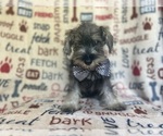 Small #4 Schnauzer (Miniature)