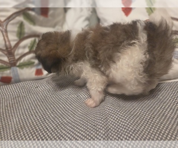 Medium Photo #35 Maltipom Puppy For Sale in HUDSON, MA, USA
