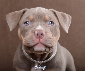 American Bully Puppy for sale in Moscow, Moscow, Russia