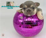 Small Photo #3 French Bulldog Puppy For Sale in CYPRESS, TX, USA