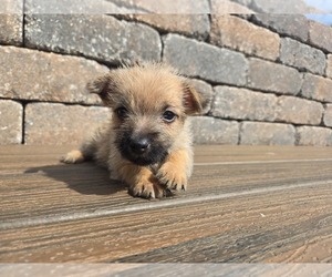 Cairn Terrier Puppy for sale in CARLYLE, IL, USA