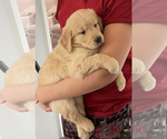 Small Photo #6 Golden Retriever Puppy For Sale in EAST FREEHOLD, NJ, USA