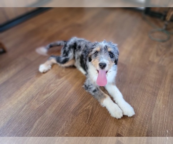 Medium Photo #10 Bernedoodle (Miniature) Puppy For Sale in BLACK FOREST, CO, USA
