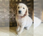 Puppy Brown Puppy Goldendoodle