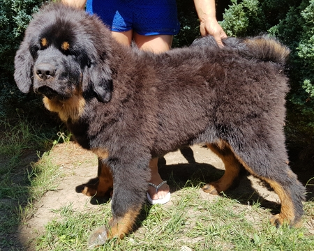 Medium Photo #1 Tibetan Mastiff Puppy For Sale in Balatonszabadi, Somogy, Hungary