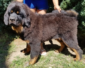 Tibetan Mastiff Puppy for sale in Balatonszabadi, Somogy, Hungary