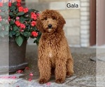 Small Photo #1 Poodle (Standard) Puppy For Sale in WOLCOTT, IN, USA
