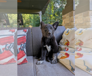 Mutt Dogs for adoption in Sandy, UT, USA