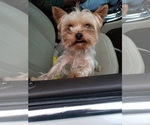 Small Photo #1 YorkiePoo Puppy For Sale in FAYETTEVILLE, NC, USA