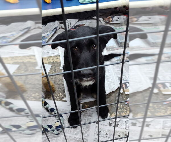 Medium Photo #7 Labradoodle Puppy For Sale in Mukwonago, WI, USA