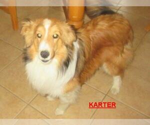 Father of the Shetland Sheepdog puppies born on 04/10/2026