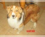 Small Photo #1 Shetland Sheepdog Puppy For Sale in SOLON, ME, USA
