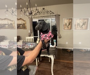 Medium Dachshund-Labrador Retriever Mix