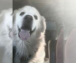 Small #1 Great Pyrenees