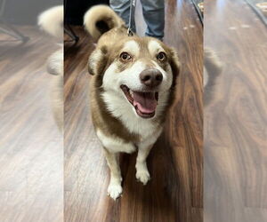 Siberian Husky Dogs for adoption in Carrollton, TX, USA