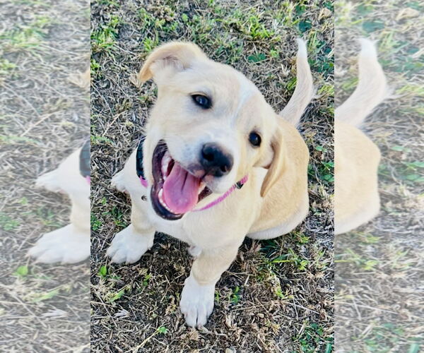 Medium Photo #1 Labrador Retriever-Unknown Mix Puppy For Sale in Jefferson, NJ, USA