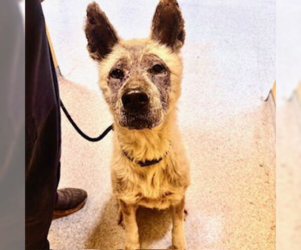 Medium Photo #1 Akita-Unknown Mix Puppy For Sale in Modesto, CA, USA