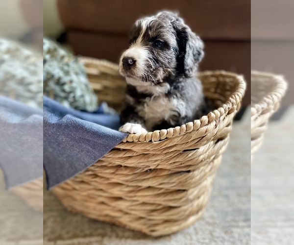 Medium Photo #6 Bernedoodle Puppy For Sale in BUFFALO, MO, USA